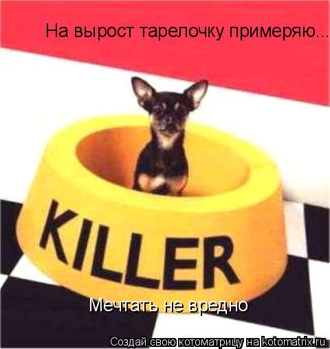 Котоматрица: На вырост тарелочку примеряю... Мечтать не вредно