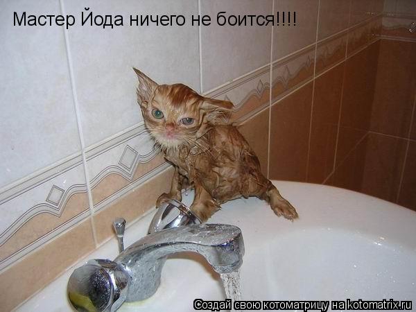 Котоматрица: Мастер Йода ничего не боится!!!!