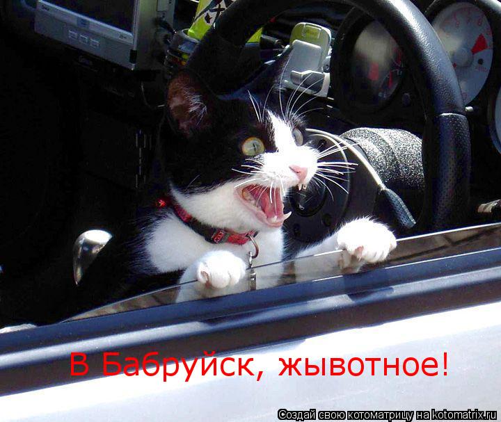 Котоматрица: В Бабруйск, жывотное!