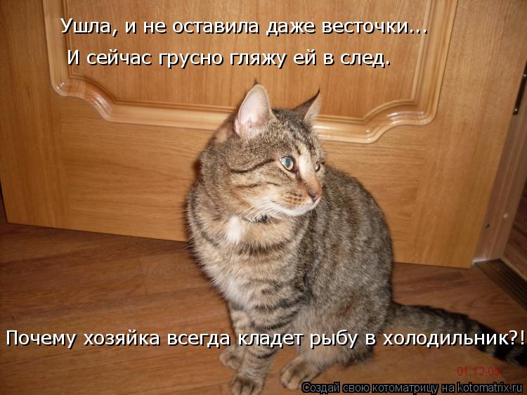 01.12.09 Ушла, и не оставила даже весточки... И сейчас грусно гляжу ей в след. Почему хозяйка всегда ... Котоматрица: 01.12.09 Ушла, и не оставила даже весточки... И сейчас грусно гляжу ей в след. Почему хозяйка всегда кладет рыбу в холодильник?!