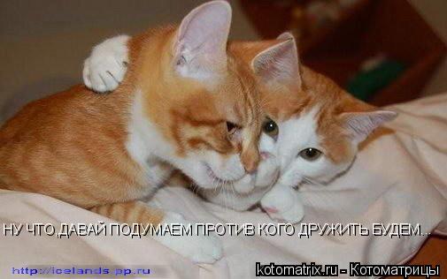 НУ ЧТО,ДАВАЙ ПОДУМАЕМ ПРОТИВ КОГО ДРУЖИТЬ БУДЕМ...... Котоматрица: НУ ЧТО,ДАВАЙ ПОДУМАЕМ ПРОТИВ КОГО ДРУЖИТЬ БУДЕМ...