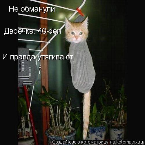 Котоматрица: Не обманули. И правда утягивают Двоечка. 40 den