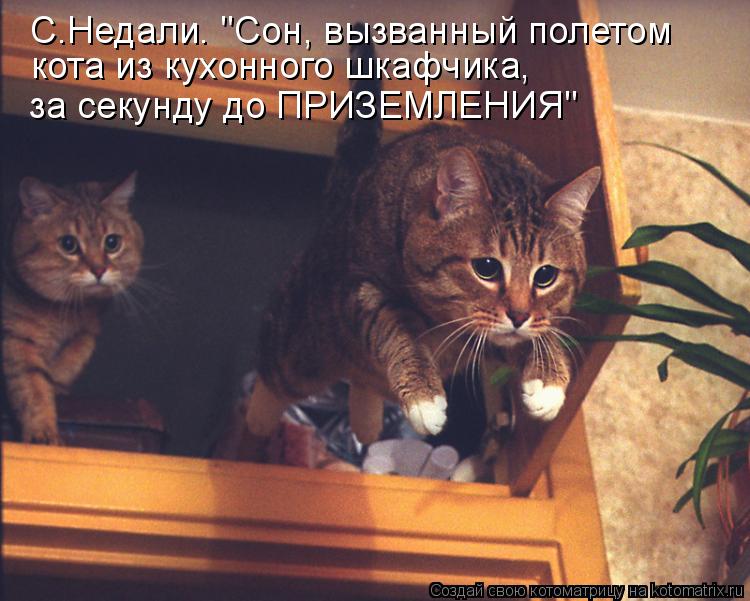 Котоматрица: С.Недали. "Сон, вызванный полетом кота из кухонного шкафчика,  за секунду до ПРИЗЕМЛЕНИЯ"
