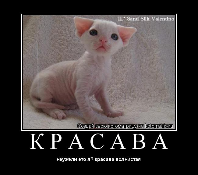 К Р А С А В А ... Котоматрица: К Р А С А В А