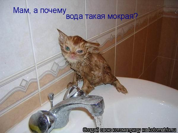 Котоматрица: Мам, а почему  вода такая мокрая?