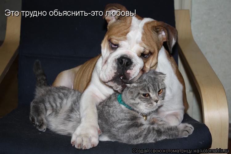 Котоматрица: Это трудно обьяснить-это любовь!