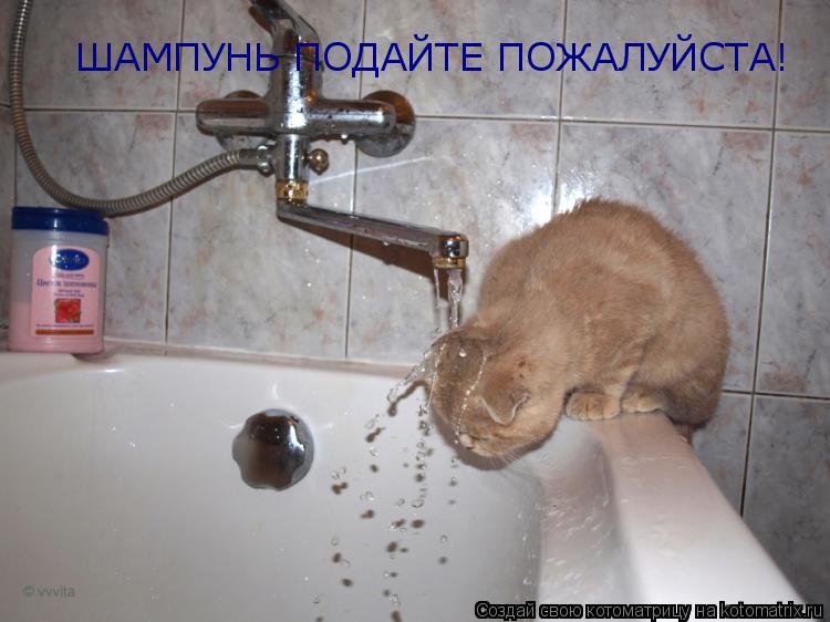 ШАМПУНЬ ПОДАЙТЕ ПОЖАЛУЙСТА!... Котоматрица: ШАМПУНЬ ПОДАЙТЕ ПОЖАЛУЙСТА!