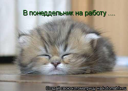 Котоматрица: В понеддельник на работу ....