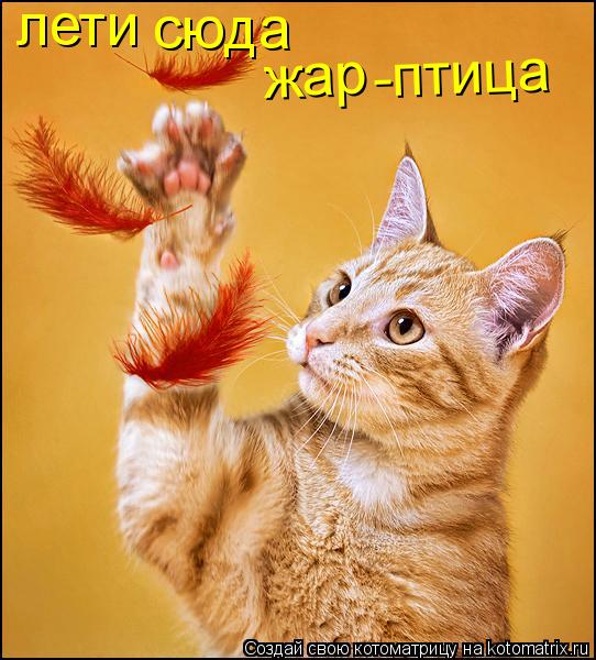 Котоматрица: лети сюда жар -птица