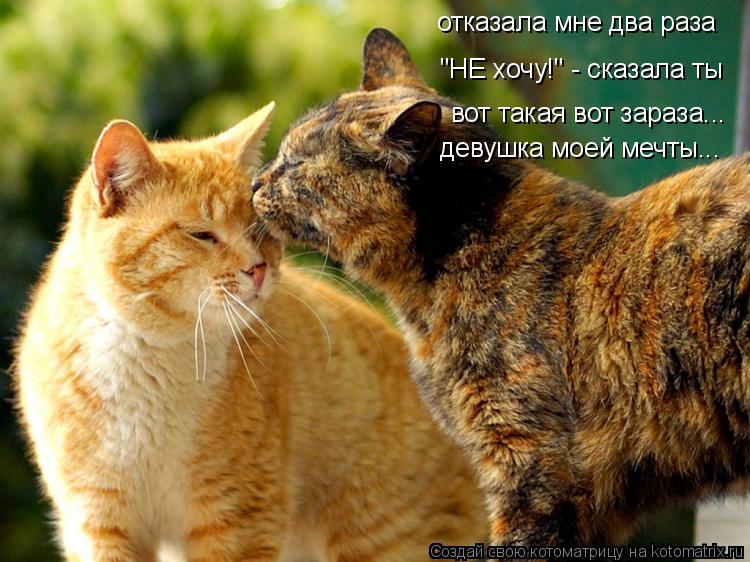 Котоматрица: отказала мне два раза "НЕ хочу!" - сказала ты вот такая вот зараза... девушка моей мечты...