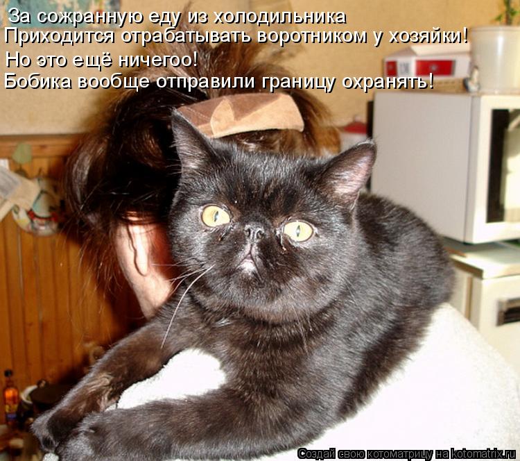 Котоматрица: За сожранную еду из холодильника Приходится отрабатывать воротником у хозяйки! Но это ещё ничегоо! Бобика вообще отправили границу охраня