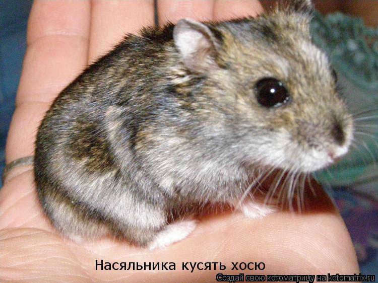 Насяльника кусять хосю... Котоматрица: Насяльника кусять хосю