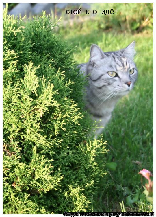 Котоматрица: стой  кто  идёт