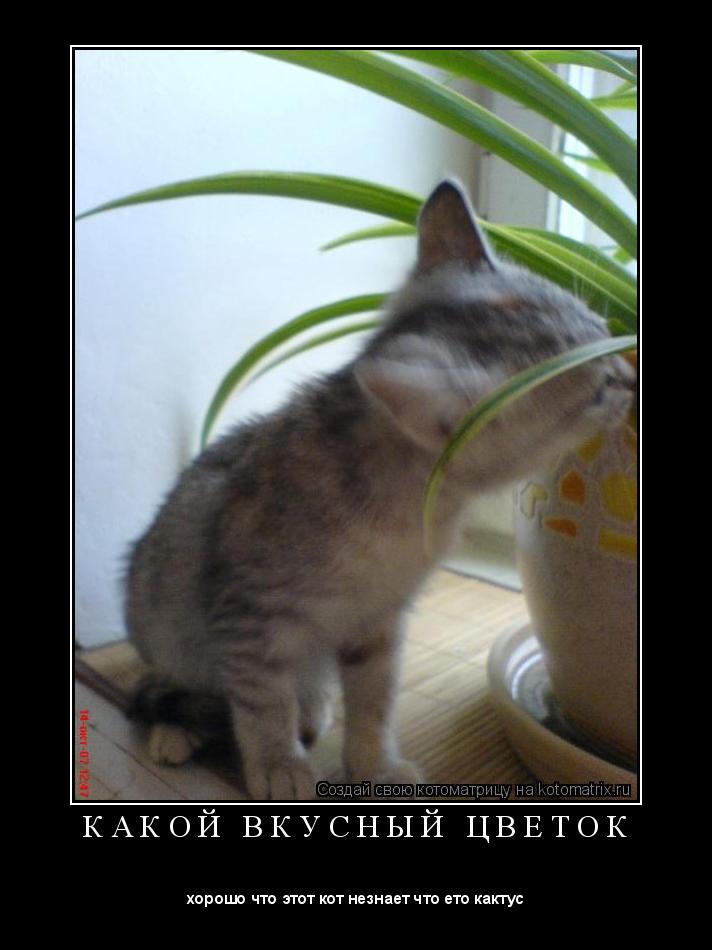 Котоматрица: К А К О Й   В К У С Н Ы Й   Ц В Е Т О К 