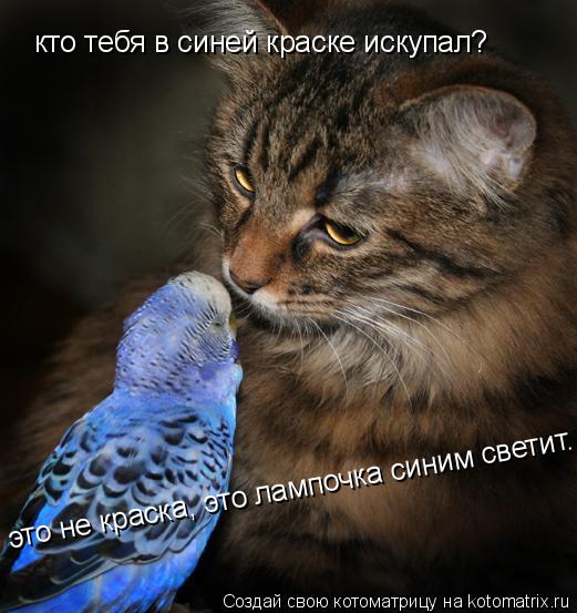 Котоматрица: кто тебя в синей краске искупал? это не краска, это лампочка синим светит.