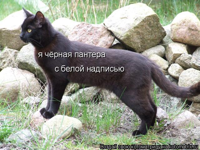 Котоматрица: я чёрная пантера с белой надписью