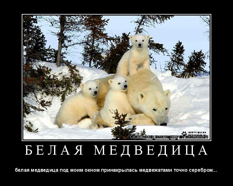 Котоматрица: Б Е Л А Я   М Е Д В Е Д И Ц А 