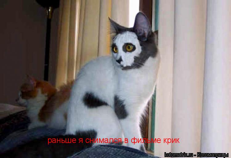 Котоматрица: раньше я снимался в фильме крик