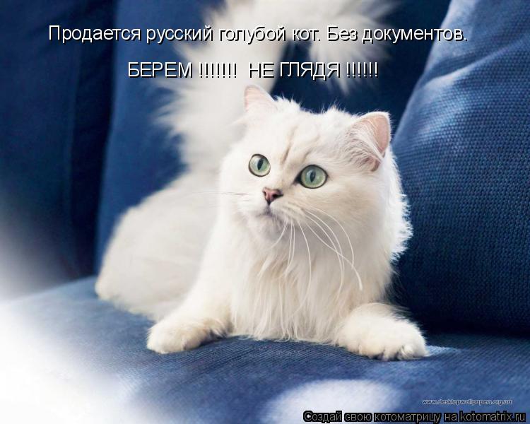 Котоматрица: Продается русский голубой кот. Без документов.  БЕРЕМ !!!!!!!  НЕ ГЛЯДЯ !!!!!!