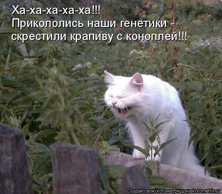 Котоматрица: Ха-ха-ха-ха-ха!!! Прикололись наши генетики -  скрестили крапиву с коноплей!!!