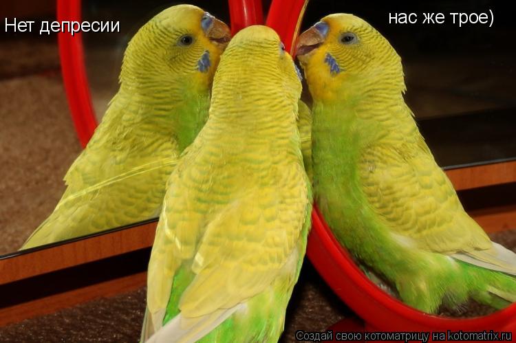 Котоматрица: Нет депресии нас же трое)