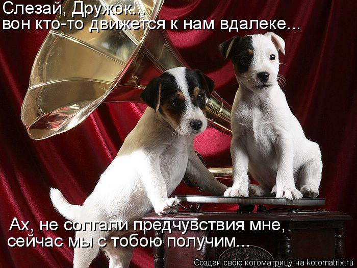 Котоматрица: вон кто-то движется к нам вдалеке... Ах, не солгали предчувствия мне, сейчас мы с тобою получим... Слезай, Дружок...