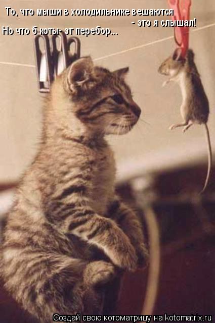 Котоматрица: То, что мыши в холодильнике вешаются  - это я слышал! Но что б коты- эт перебор...