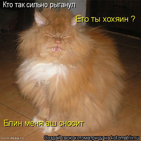 Котоматрица: Кто так сильно рыганул Ето ты хохяин ? Блин меня аш сносит
