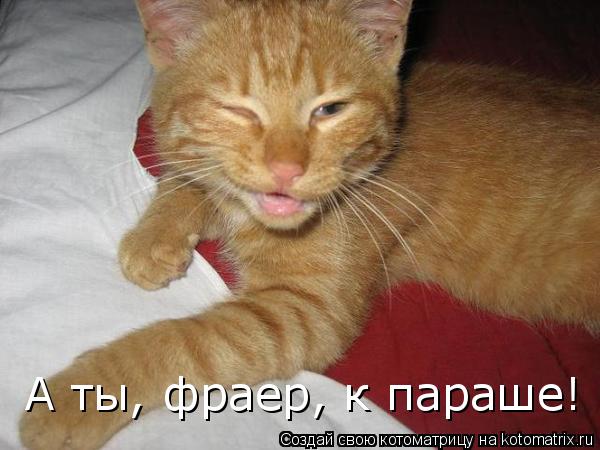Котоматрица: А ты, фраер, к параше!
