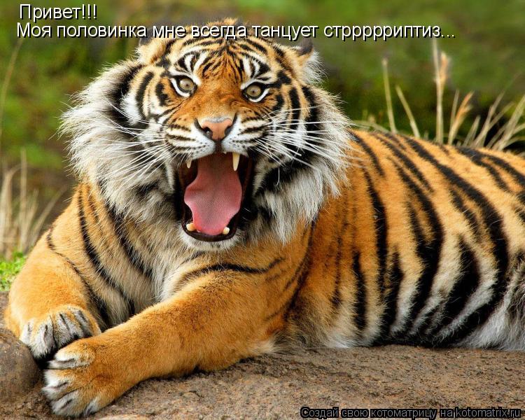 Котоматрица: Привет!!! Моя половинка мне всегда танцует стррррриптиз...