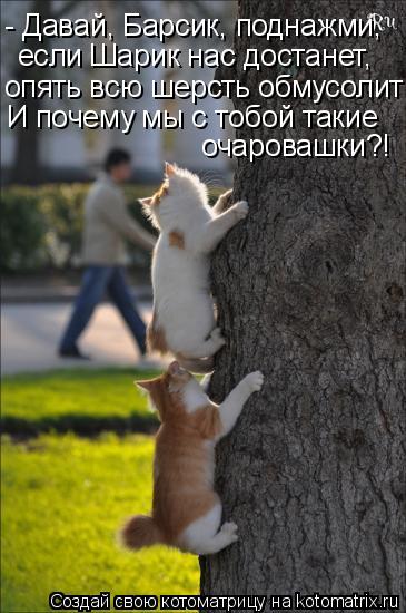 Котоматрица: - Давай, Барсик, поднажми, если Шарик нас достанет, опять всю шерсть обмусолит! И почему мы с тобой такие очаровашки?!