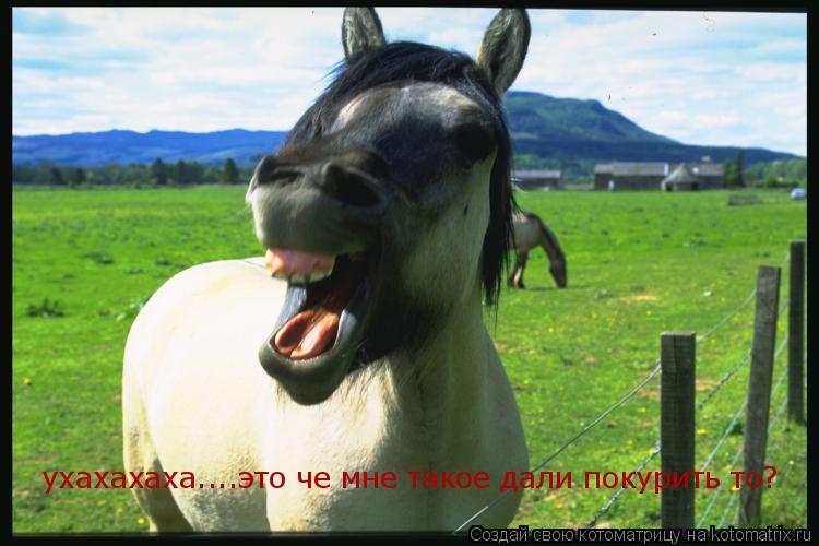 ухахахаха....это че мне такое дали покурить то?... Котоматрица: ухахахаха....это че мне такое дали покурить то?