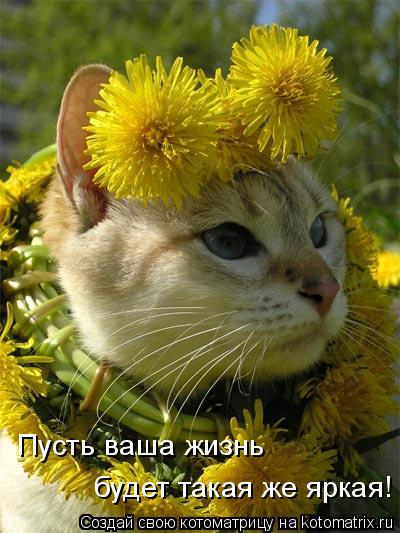 Котоматрица: Пусть ваша жизнь будет такая же яркая!