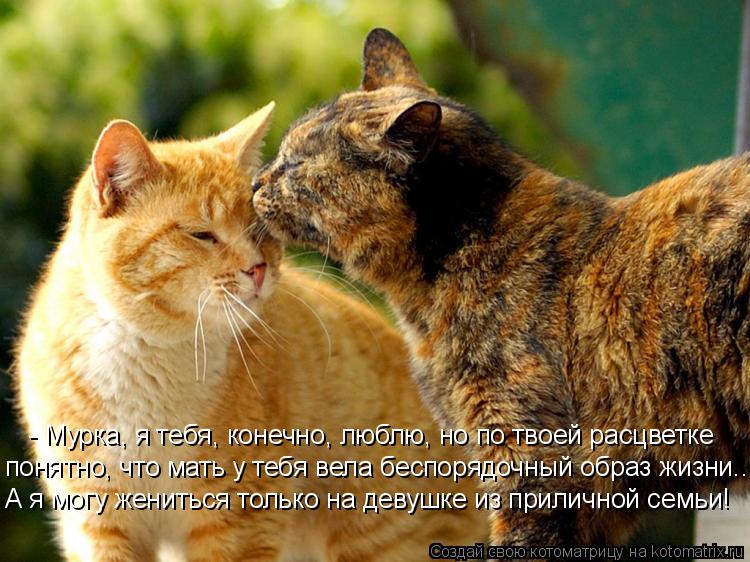 Котоматрица: - Мурка, я тебя, конечно, люблю, но по твоей расцветке понятно, что мать у тебя вела беспорядочный образ жизни... А я могу жениться только на де