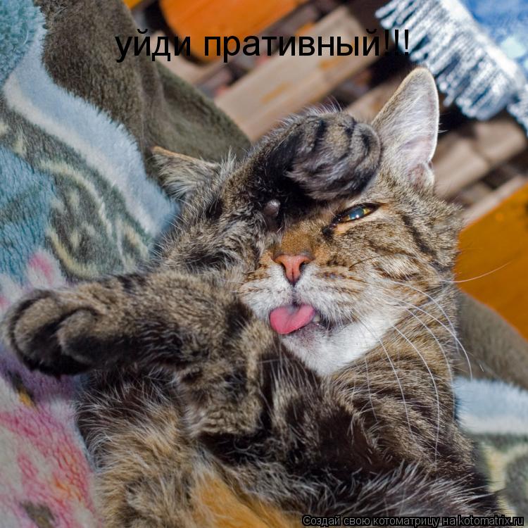 Котоматрица: уйди пративный!!!