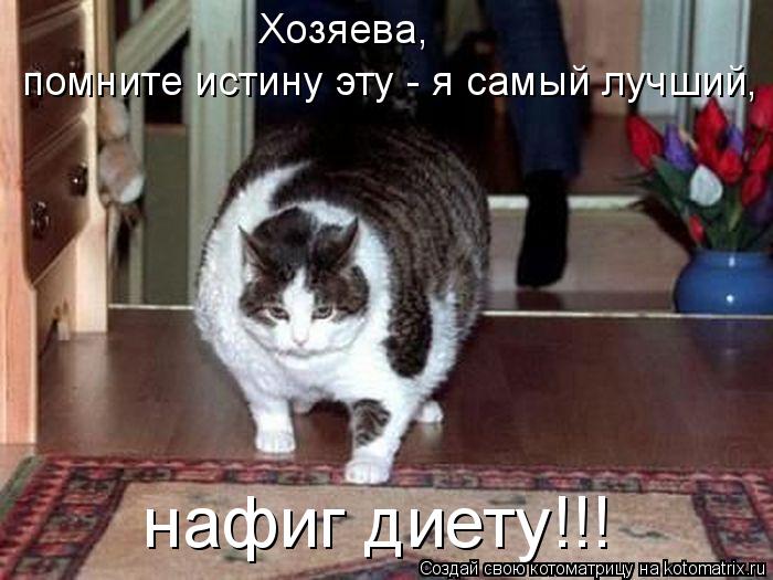 Котоматрица: Хозяева,  помните истину эту - я самый лучший, нафиг диету!!!  нафиг диету!!!