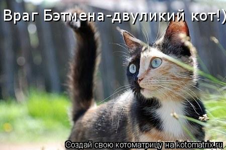 Котоматрица: Враг Бэтмена-двуликий кот!))