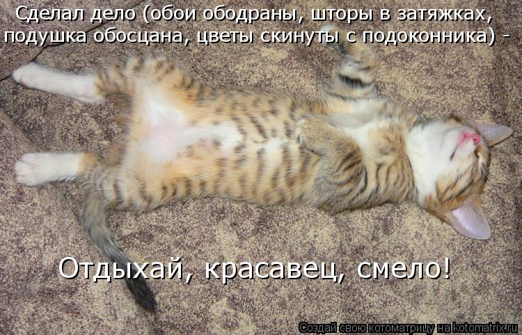Котоматрица: Сделал дело (обои ободраны, шторы в затяжках,  подушка обосцана, цветы скинуты с подоконника) -  Отдыхай, красавец, смело!