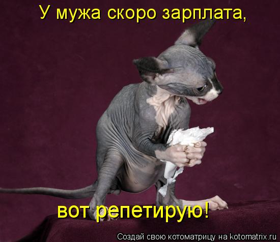 Котоматрица: У мужа скоро зарплата, вот репетирую!