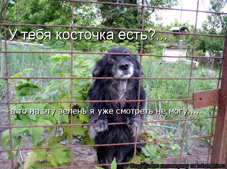 У тебя косточка есть?... -а то на эту зелень я уже смотреть не могу........ Котоматрица: У тебя косточка есть?... -а то на эту зелень я уже смотреть не могу.....