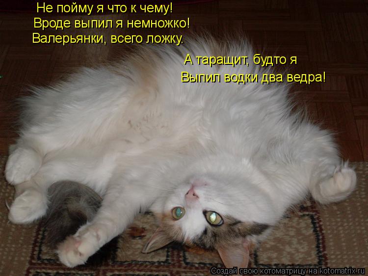Не пойму я что к чему! Вроде выпил я немножко! Валерьянки, всего ложку. А таращит, будто я Выпил водк... Котоматрица: Не пойму я что к чему! Вроде выпил я немножко! Валерьянки, всего ложку. А таращит, будто я Выпил водки два ведра!