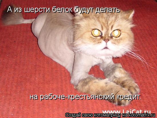 А из шерсти белок будут делать на рабоче-крестьянский кредит.... Котоматрица: А из шерсти белок будут делать на рабоче-крестьянский кредит.