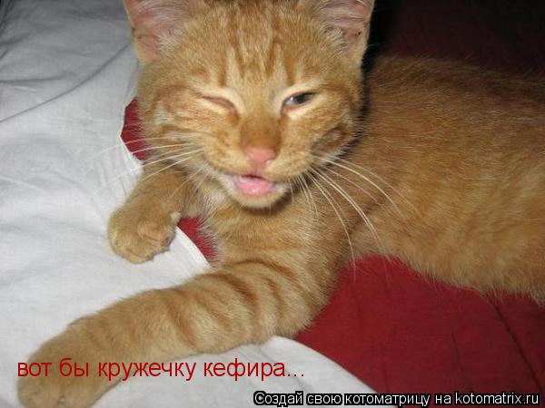 Котоматрица: вот бы кружечку кефира...