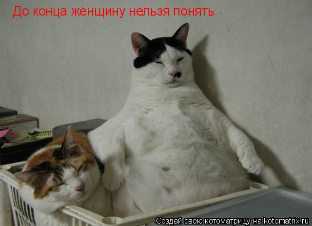 До конца женщину нельзя понять... Котоматрица: До конца женщину нельзя понять