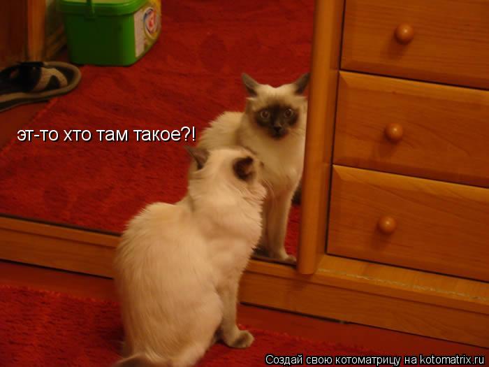 Котоматрица: эт-то хто там такое?!
