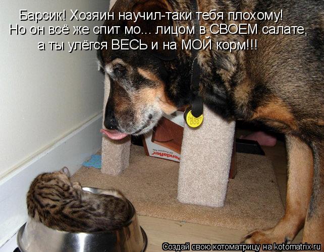 Барсик! Хозяин научил-таки тебя плохому! Но он всё же спит мо... лицом в СВОЕМ салате, а ты улёгся ВЕ... Котоматрица: Барсик! Хозяин научил-таки тебя плохому! Но он всё же спит мо... лицом в СВОЕМ салате, а ты улёгся ВЕСЬ и на МОЙ корм!!!