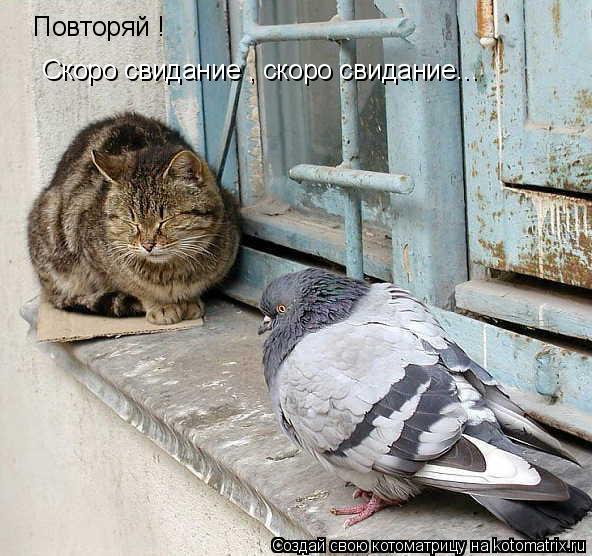 Повторяй ! Скоро свидание , скоро свидание...... Котоматрица: Повторяй ! Скоро свидание , скоро свидание...