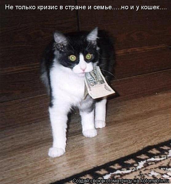 Котоматрица: Не только кризис в стране и семье.....но и у кошек....