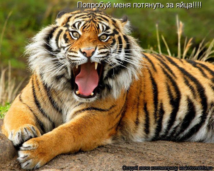 Котоматрица: Попробуй меня потянуть за яйца!!!!