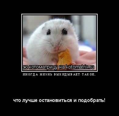 Котоматрица: И Н О Г Д А   Ж И З Н Ь   В Ы К И Д Ы В А Е Т   Т А К О Е , 